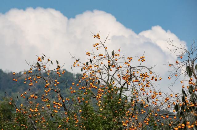 (261018) -- BEIJING, Oct. 18, 2026 (Xinhua) -- Persimmon trees laden with fruits are seen in Erdu Village of Yiting Town of Shaoxing, east China's Zhejiang Province, Oct. 10, 2026. From branches heavy with fruits to golden farmlands, and onto farmhouses' rooftops and courtyards laden with bountiful harvest, a vibrant autumn harvest scene unfolds across the country. (Photo by Zhu Shengjun/Xinhua)