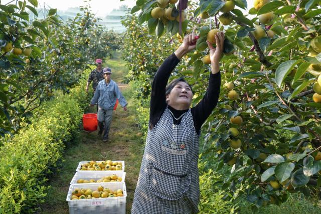 (261018) -- BEIJING, Oct. 18, 2026 (Xinhua) -- A staff member (R) picks persimmons at a persimmon orchard in Anji County of Huzhou, east China's Zhejiang Province, Oct. 11, 2026. From branches heavy with fruits to golden farmlands, and onto farmhouses' rooftops and courtyards laden with bountiful harvest, a vibrant autumn harvest scene unfolds across the country. (Photo by Pan Xuekang/Xinhua)