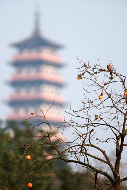 (261018) -- BEIJING, Oct. 18, 2026 (Xinhua) -- A bird rests on a persimmon tree in the Slender West Lake scenic spot in Yangzhou, east China's Jiangsu Province, Oct. 11, 2026. From branches heavy with fruits to golden farmlands, and onto farmhouses' rooftops and courtyards laden with bountiful harvest, a vibrant autumn harvest scene unfolds across the country. (Photo by Meng Delong/Xinhua)
