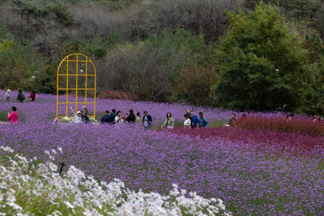 (261018) -- INJE, Oct. 18, 2026 (Xinhua) -- People visit the Inje chrysanthemum festival in Inje-gun, Gangwon-do province, South Korea, Oct. 18, 2026. (Photo by Jun Hyosang/Xinhua)