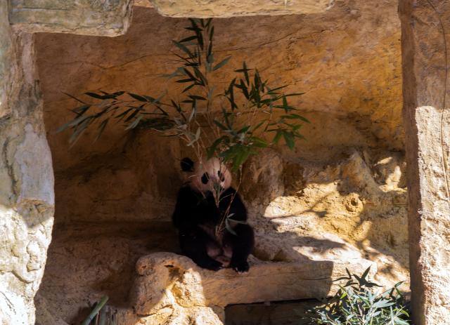 (261018) -- YA'AN, Oct. 18, 2026 (Xinhua) -- A giant panda is seen at Ya'an base of China Conservation and Research Center for the Giant Panda in southwest China's Sichuan Province on Oct. 17, 2026. Ya'an base of China Conservation and Research Center for the Giant Panda currently houses more than 60 giant pandas. (Photo by Lan Hongguang/Xinhua)