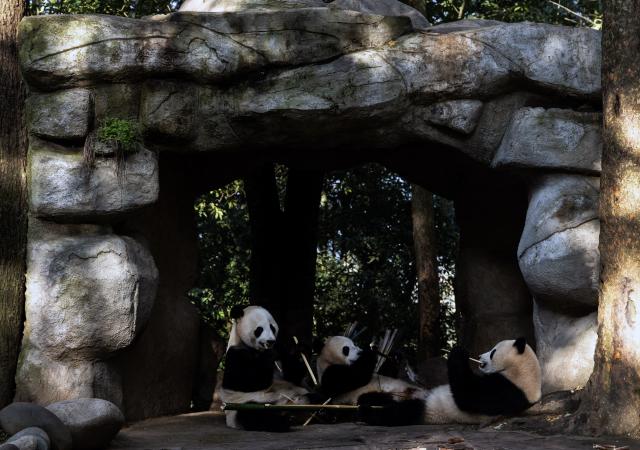 (261018) -- YA'AN, Oct. 18, 2026 (Xinhua) -- Giant pandas are seen at Ya'an base of China Conservation and Research Center for the Giant Panda in southwest China's Sichuan Province on Oct. 17, 2026. Ya'an base of China Conservation and Research Center for the Giant Panda currently houses more than 60 giant pandas. (Photo by Lan Hongguang/Xinhua)