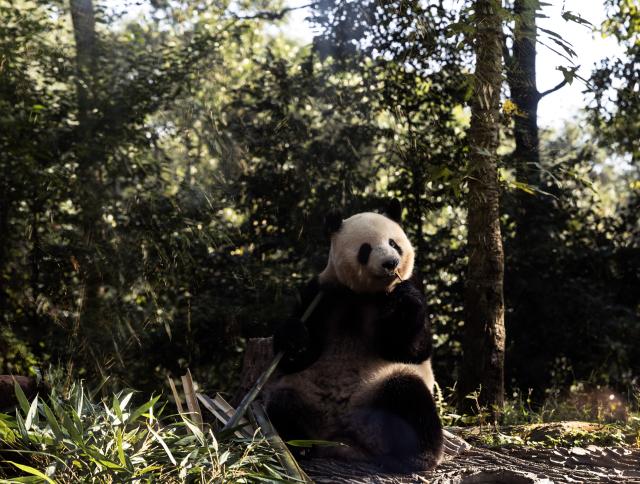 (261018) -- YA'AN, Oct. 18, 2026 (Xinhua) -- A giant panda is seen at Ya'an base of China Conservation and Research Center for the Giant Panda in southwest China's Sichuan Province on Oct. 17, 2026. Ya'an base of China Conservation and Research Center for the Giant Panda currently houses more than 60 giant pandas. (Photo by Lan Hongguang/Xinhua)