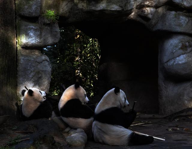 (261018) -- YA'AN, Oct. 18, 2026 (Xinhua) -- Giant pandas are seen at Ya'an base of China Conservation and Research Center for the Giant Panda in southwest China's Sichuan Province on Oct. 17, 2026. Ya'an base of China Conservation and Research Center for the Giant Panda currently houses more than 60 giant pandas. (Photo by Lan Hongguang/Xinhua)