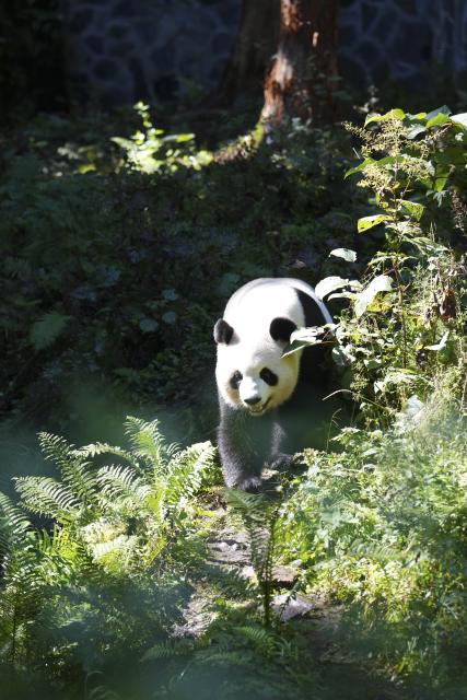 (261018) -- BAOXING, Oct. 18, 2026 (Xinhua) -- A giant panda is pictured at a panda-themed camp in Baoxing County, Ya'an City, southwest China's Sichuan Province, Oct. 17, 2026. Baoxing County, a core giant panda habitat, has leveraged its panda resources to develop panda-themed eco-tourism featuring study tours and homestays. (Xinhua/Liu Lingyi)