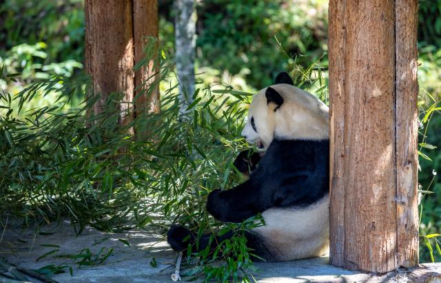 (261018) -- BAOXING, Oct. 18, 2026 (Xinhua) -- A giant panda is pictured at a panda-themed camp in Baoxing County, Ya'an City, southwest China's Sichuan Province, Oct. 17, 2026. Baoxing County, a core giant panda habitat, has leveraged its panda resources to develop panda-themed eco-tourism featuring study tours and homestays. (Photo by Fan Hui/Xinhua)