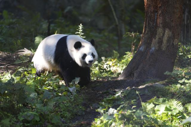(261018) -- BAOXING, Oct. 18, 2026 (Xinhua) -- A giant panda is pictured at a panda-themed camp in Baoxing County, Ya'an City, southwest China's Sichuan Province, Oct. 17, 2026. Baoxing County, a core giant panda habitat, has leveraged its panda resources to develop panda-themed eco-tourism featuring study tours and homestays. (Xinhua/Liu Lingyi)