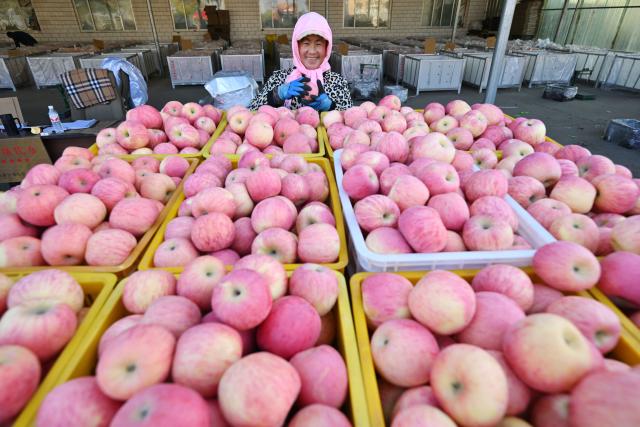 (261019) -- ZHONGWEI, Oct. 19, 2026 (Xinhua) -- A farmer works at a cold chain distribution center in Yongkang Town of Shapotou District, Zhongwei City, northwest China's Ningxia Hui Autonomous Region, Oct. 18, 2026. Spreading along the southern edge of the Tengger Desert and the Yellow River, Shapotou District of Zhongwei City has ushered in a bumper harvest season for its drought-enduring apples recently.
   Apple plantation now covers 80,200 mu (about 5346.67 hectares) in the district, with an estimated yield of 144,000 tonnes at a worth of over 1 billion yuan (about 150 million U.S. dollars) this season. (Xinhua/Wang Peng)