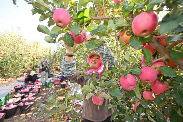 (261019) -- ZHONGWEI, Oct. 19, 2026 (Xinhua) -- A farmer picks up apples at an apple planting base in Yongkang Town of Shapotou District, Zhongwei City, northwest China's Ningxia Hui Autonomous Region, Oct. 18, 2026. Spreading along the southern edge of the Tengger Desert and the Yellow River, Shapotou District of Zhongwei City has ushered in a bumper harvest season for its drought-enduring apples recently.
   Apple plantation now covers 80,200 mu (about 5346.67 hectares) in the district, with an estimated yield of 144,000 tonnes at a worth of over 1 billion yuan (about 150 million U.S. dollars) this season. (Xinhua/Wang Peng)