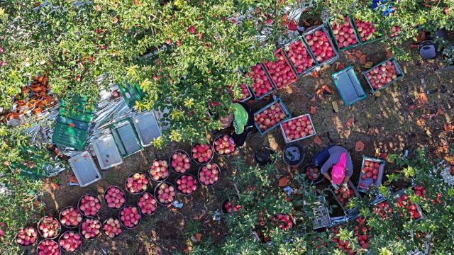 (261019) -- ZHONGWEI, Oct. 19, 2026 (Xinhua) -- An aerial drone photo taken on Oct. 18, 2026 shows farmers working at an apple planting base in Yongkang Town of Shapotou District, Zhongwei City, northwest China's Ningxia Hui Autonomous Region. Spreading along the southern edge of the Tengger Desert and the Yellow River, Shapotou District of Zhongwei City has ushered in a bumper harvest season for its drought-enduring apples recently.
   Apple plantation now covers 80,200 mu (about 5346.67 hectares) in the district, with an estimated yield of 144,000 tonnes at a worth of over 1 billion yuan (about 150 million U.S. dollars) this season. (Xinhua/Wang Peng)