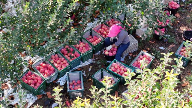 (261019) -- ZHONGWEI, Oct. 19, 2026 (Xinhua) -- A drone photo taken on Oct. 18, 2026 shows a farmer working at an apple planting base in Yongkang Town of Shapotou District, Zhongwei City, northwest China's Ningxia Hui Autonomous Region. Spreading along the southern edge of the Tengger Desert and the Yellow River, Shapotou District of Zhongwei City has ushered in a bumper harvest season for its drought-enduring apples recently.
   Apple plantation now covers 80,200 mu (about 5346.67 hectares) in the district, with an estimated yield of 144,000 tonnes at a worth of over 1 billion yuan (about 150 million U.S. dollars) this season. (Xinhua/Wang Peng)