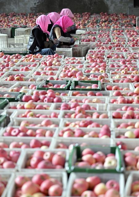 (261019) -- ZHONGWEI, Oct. 19, 2026 (Xinhua) -- Farmers sort apples at a warehouse of a cooperative in Yongkang Town of Shapotou District, Zhongwei City, northwest China's Ningxia Hui Autonomous Region, Oct. 18. 2026. Spreading along the southern edge of the Tengger Desert and the Yellow River, Shapotou District of Zhongwei City has ushered in a bumper harvest season for its drought-enduring apples recently.
   Apple plantation now covers 80,200 mu (about 5346.67 hectares) in the district, with an estimated yield of 144,000 tonnes at a worth of over 1 billion yuan (about 150 million U.S. dollars) this season. (Xinhua/Wang Peng)