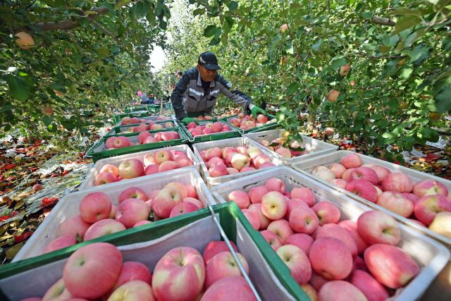 (261019) -- ZHONGWEI, Oct. 19, 2026 (Xinhua) -- A farmer works at an apple planting base in Yongkang Town of Shapotou District, Zhongwei City, northwest China's Ningxia Hui Autonomous Region, Oct. 18, 2026. Spreading along the southern edge of the Tengger Desert and the Yellow River, Shapotou District of Zhongwei City has ushered in a bumper harvest season for its drought-enduring apples recently.
   Apple plantation now covers 80,200 mu (about 5346.67 hectares) in the district, with an estimated yield of 144,000 tonnes at a worth of over 1 billion yuan (about 150 million U.S. dollars) this season. (Xinhua/Wang Peng)