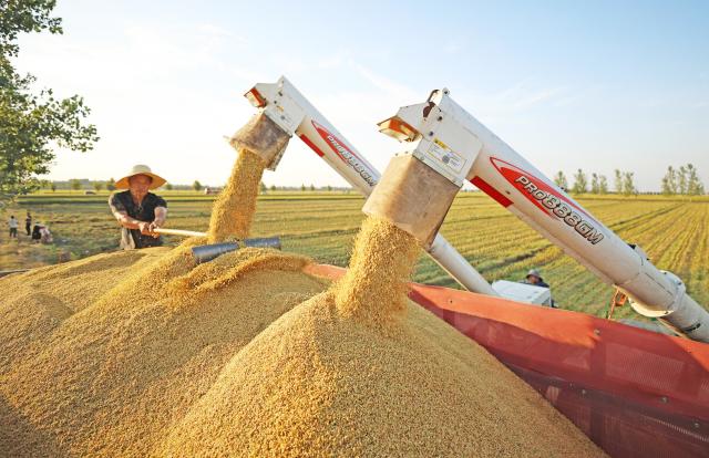 (261019) -- BEIJING, Oct. 19, 2026 (Xinhua) -- A farmer loads freshly harvested grain onto a truck in Tancheng County of Linyi City, east China's Shandong Province, Oct. 2, 2026. China's gross domestic product (GDP) grew 4.5 percent year on year in the third quarter (Q3) of 2026, data from the National Bureau of Statistics (NBS) showed Monday.
  The country's economy expanded 4.6 percent year on year in the first three quarters.
  The world's second-largest economy generated about 107.11 trillion yuan (about 15.94 trillion U.S. dollars) in output during the January-September period, according to the NBS. (Photo by Zhang Chunlei/Xinhua)