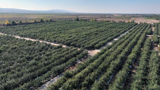 (261019) -- ZHONGWEI, Oct. 19, 2026 (Xinhua) -- A drone photo taken on Oct. 18, 2026 shows an apple planting base in Yongkang Town of Shapotou District, Zhongwei City, northwest China's Ningxia Hui Autonomous Region. Spreading along the southern edge of the Tengger Desert and the Yellow River, Shapotou District of Zhongwei City has ushered in a bumper harvest season for its drought-enduring apples recently.
   Apple plantation now covers 80,200 mu (about 5346.67 hectares) in the district, with an estimated yield of 144,000 tonnes at a worth of over 1 billion yuan (about 150 million U.S. dollars) this season. (Xinhua/Wang Peng)
