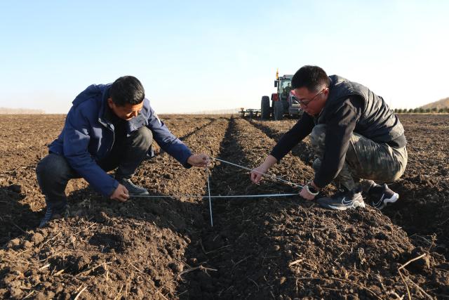 (261019) -- HARBIN, Oct. 19, 2026 (Xinhua) -- Agricultural technicians check a freshly made ditch at a farm under the Beidahuang Group in northeast China's Heilongjiang Province, Oct. 16, 2026. While pressing ahead with the autumn harvest recently, the Beidahuang Group has mobilized farm machines to prepare the arable lands across the Heilongjiang Reclamation Area for next year's crop planting. (Photo by Xu Yingxian/Xinhua)