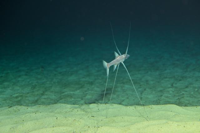 (261019) -- ABOARD RESEARCH VESSEL DEEP SEA NO. 1, Oct. 19, 2026 (Xinhua) -- This photo taken on Oct. 15, 2026 shows a lizardfish pictured through the porthole of the manned deep-sea submersible Jiaolong. China's research vessel Deep Sea No. 1, carrying manned deep-sea submersible Jiaolong, is currently on the western Pacific Ocean for deep-sea scientific research.
  Jiaolong successfully completed its 470th dive on Oct. 15.
  A Xinhua reporter aboard Jiaolong photographed the exploration of the mysterious underwater world. (Xinhua/Li Xin)
