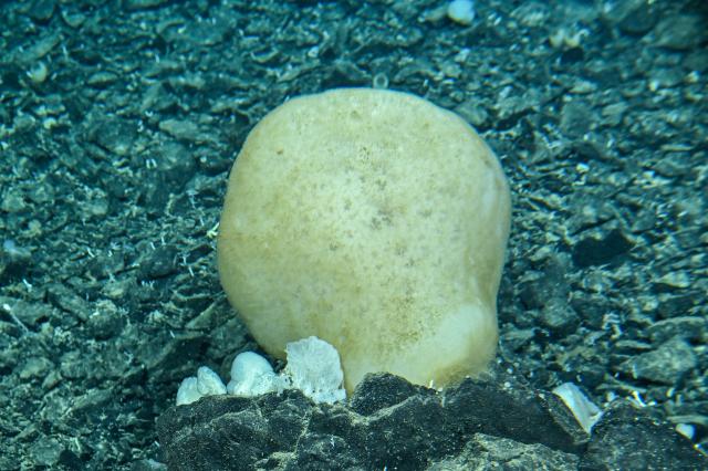 (261019) -- ABOARD RESEARCH VESSEL DEEP SEA NO. 1, Oct. 19, 2026 (Xinhua) -- This photo taken on Oct. 15, 2026 shows a marine sponge pictured through the porthole of the manned deep-sea submersible Jiaolong. China's research vessel Deep Sea No. 1, carrying manned deep-sea submersible Jiaolong, is currently on the western Pacific Ocean for deep-sea scientific research.
  Jiaolong successfully completed its 470th dive on Oct. 15.
  A Xinhua reporter aboard Jiaolong photographed the exploration of the mysterious underwater world. (Xinhua/Li Xin)