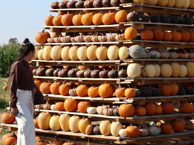 (261019) -- TREVISO, Oct. 19, 2026 (Xinhua) -- A woman visits the Pumpkin Village in Treviso, Italy, Oct. 19, 2026. (Photo by Alberto Lingria/Xinhua)