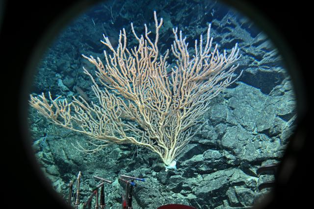 (261020) -- BEIJING, Oct. 20, 2026 (Xinhua) -- This photo taken on Oct. 15, 2026 shows coral pictured through the porthole of the manned deep-sea submersible Jiaolong. China's research vessel Deep Sea No. 1, carrying manned deep-sea submersible Jiaolong, is currently on the western Pacific Ocean for deep-sea scientific research.
  Jiaolong successfully completed its 470th dive on Oct. 15.
  A Xinhua reporter aboard Jiaolong photographed the exploration of the mysterious underwater world. (Xinhua/Li Xin)