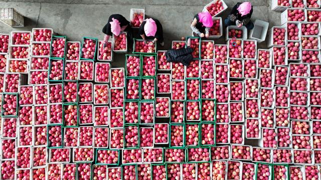 (261020) -- BEIJING, Oct. 20, 2026 (Xinhua) -- An aerial drone photo taken on Oct. 18, 2026 shows farmers sorting apples at a warehouse of a cooperative in Yongkang Town of Shapotou District, Zhongwei City, northwest China's Ningxia Hui Autonomous Region. Spreading along the edge of the Tengger Desert and the Yellow River, Shapotou District of Zhongwei City has ushered in a bumper harvest season for its drought-enduring apples recently.
   Apple plantation now covers 80,200 mu (about 5346.67 hectares) in the district, with an estimated yield of 144,000 tonnes at a worth of over 1 billion yuan (about 150 million U.S. dollars) this season. (Xinhua/Wang Peng)