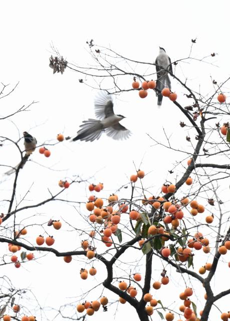 (261020) -- SHIJIAZHUANG, Oct. 20, 2026 (Xinhua) -- Birds rest on a persimmon tree in Jingxing County of Shijiazhuang, north China's Hebei Province, Oct. 20, 2026. (Photo by Chen Qibao/Xinhua)