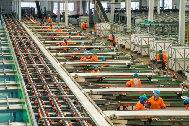 (261020) -- ZHAOTONG, Oct. 20, 2026 (Xinhua) -- Staff members work on apple sorting lines at an apple cultivation base in Zhaotong City, southwest China's Yunnan Province, Oct. 19, 2026.
  In recent years, Zhaotong City has accelerated technology-empowered transformation for its apple planting industry. With approximately 850,000 mu (about 56,666.67 hectares) of apple planting area, the city's annual apple output reaches about 1.4 million tonnes. (Xinhua/Peng Yikai)