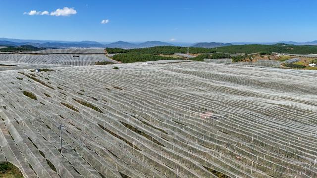 (261020) -- ZHAOTONG, Oct. 20, 2026 (Xinhua) -- A drone photo taken on Oct. 19, 2026 shows an apple cultivation base in Zhaotong City, southwest China's Yunnan Province.
  In recent years, Zhaotong City has accelerated technology-empowered transformation for its apple planting industry. With approximately 850,000 mu (about 56,666.67 hectares) of apple planting area, the city's annual apple output reaches about 1.4 million tonnes. (Xinhua/Peng Yikai)