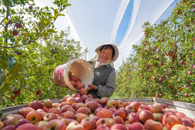 (261020) -- ZHAOTONG, Oct. 20, 2026 (Xinhua) -- A farmer loads picked apples onto a vehicle at an apple cultivation base in Zhaotong City, southwest China's Yunnan Province, Oct. 19, 2026.
  In recent years, Zhaotong City has accelerated technology-empowered transformation for its apple planting industry. With approximately 850,000 mu (about 56,666.67 hectares) of apple planting area, the city's annual apple output reaches about 1.4 million tonnes. (Xinhua/Peng Yikai)