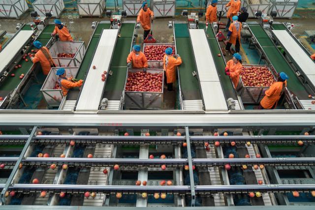 (261020) -- ZHAOTONG, Oct. 20, 2026 (Xinhua) -- Staff members work on apple sorting lines at an apple cultivation base in Zhaotong City, southwest China's Yunnan Province, Oct. 19, 2026.
  In recent years, Zhaotong City has accelerated technology-empowered transformation for its apple planting industry. With approximately 850,000 mu (about 56,666.67 hectares) of apple planting area, the city's annual apple output reaches about 1.4 million tonnes. (Xinhua/Peng Yikai)