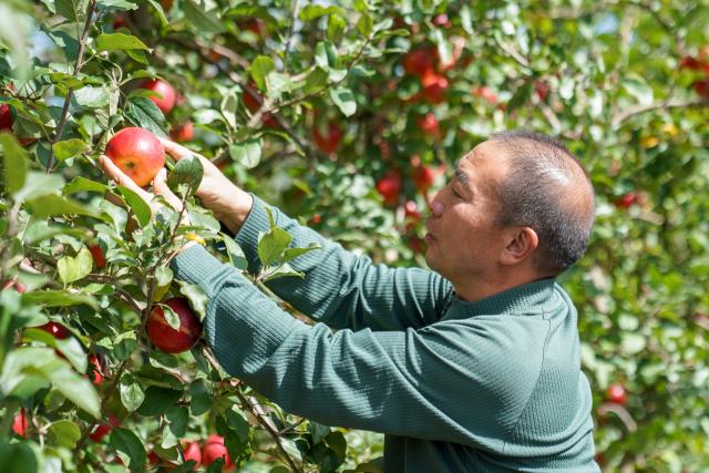 (261020) -- ZHAOTONG, Oct. 20, 2026 (Xinhua) -- A technician checks the growth of apples at an apple cultivation base in Zhaotong City, southwest China's Yunnan Province, Oct. 19, 2026.
  In recent years, Zhaotong City has accelerated technology-empowered transformation for its apple planting industry. With approximately 850,000 mu (about 56,666.67 hectares) of apple planting area, the city's annual apple output reaches about 1.4 million tonnes. (Xinhua/Peng Yikai)