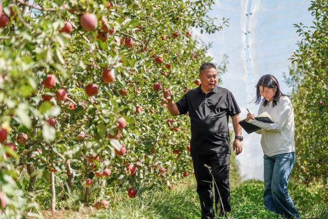 (261020) -- ZHAOTONG, Oct. 20, 2026 (Xinhua) -- Technicians check the growth of apples at an apple cultivation base in Zhaotong City, southwest China's Yunnan Province, Oct. 19, 2026.
  In recent years, Zhaotong City has accelerated technology-empowered transformation for its apple planting industry. With approximately 850,000 mu (about 56,666.67 hectares) of apple planting area, the city's annual apple output reaches about 1.4 million tonnes. (Xinhua/Peng Yikai)
