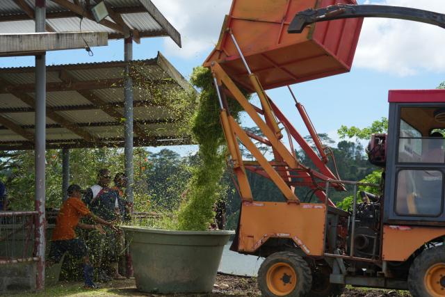 (261020) -- SUVA, Oct. 20, 2026 (Xinhua) -- Staff members use a machine imported from China to shred Juncao plants for livestock feed at a farm of the Navuso Agricultural Technical Institute, near Suva, Fiji, Oct. 20, 2026. Experts from the China-Fiji Juncao Technology Demonstration Center visited a farm of the Navuso Agricultural Technical Institute near Suva on Tuesday, teaching local students and farm staff about Juncao technology.
  Since 2014, the China-Fiji Juncao Technology Demonstration Center has carried out three phases of technical assistance projects. To date, it has organized 67 training sessions, trained more than 2,900 local technicians, promoted Juncao cultivation on over 2,500 hectares of land, and helped more than 3,500 households achieve sustained income growth. (Xinhua/Bai Yongquan)