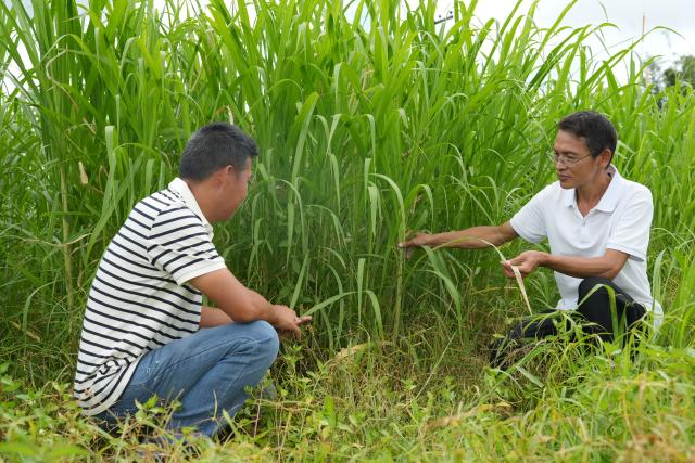 (261020) -- SUVA, Oct. 20, 2026 (Xinhua) -- Experts inspect the growth of Juncao plants at a farm of the Navuso Agricultural Technical Institute, near Suva, Fiji, Oct. 20, 2026. Experts from the China-Fiji Juncao Technology Demonstration Center visited a farm of the Navuso Agricultural Technical Institute near Suva on Tuesday, teaching local students and farm staff about Juncao technology.
  Since 2014, the China-Fiji Juncao Technology Demonstration Center has carried out three phases of technical assistance projects. To date, it has organized 67 training sessions, trained more than 2,900 local technicians, promoted Juncao cultivation on over 2,500 hectares of land, and helped more than 3,500 households achieve sustained income growth. (Xinhua/Bai Yongquan)