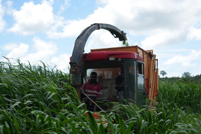 (261020) -- SUVA, Oct. 20, 2026 (Xinhua) -- Staff members use a machine imported from China to harvest Juncao plants at a farm of the Navuso Agricultural Technical Institute, near Suva, Fiji, Oct. 20, 2026. Experts from the China-Fiji Juncao Technology Demonstration Center visited a farm of the Navuso Agricultural Technical Institute near Suva on Tuesday, teaching local students and farm staff about Juncao technology.
  Since 2014, the China-Fiji Juncao Technology Demonstration Center has carried out three phases of technical assistance projects. To date, it has organized 67 training sessions, trained more than 2,900 local technicians, promoted Juncao cultivation on over 2,500 hectares of land, and helped more than 3,500 households achieve sustained income growth. (Xinhua/Bai Yongquan)