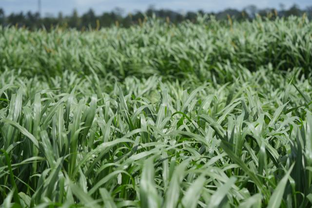 (261020) -- SUVA, Oct. 20, 2026 (Xinhua) -- Juncao plants are pictured at a farm of the Navuso Agricultural Technical Institute, near Suva, Fiji, Oct. 20, 2026. Experts from the China-Fiji Juncao Technology Demonstration Center visited a farm of the Navuso Agricultural Technical Institute near Suva on Tuesday, teaching local students and farm staff about Juncao technology.
  Since 2014, the China-Fiji Juncao Technology Demonstration Center has carried out three phases of technical assistance projects. To date, it has organized 67 training sessions, trained more than 2,900 local technicians, promoted Juncao cultivation on over 2,500 hectares of land, and helped more than 3,500 households achieve sustained income growth. (Xinhua/Bai Yongquan)
