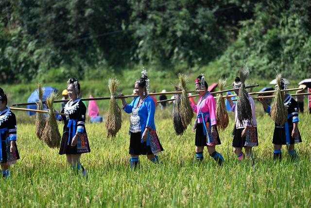 (261020) -- LIUZHOU, Oct. 20, 2026 (Xinhua) -- Villagers walk with harvested glutinous rice in Liangzhai Village of Rongshui Miao Autonomous County, south China's Guangxi Zhuang Autonomous Region, Oct. 20, 2026. A harvest festival was held here on Tuesday to mark the harvest of glutinous rice. (Xinhua/Huang Xiaobang)
