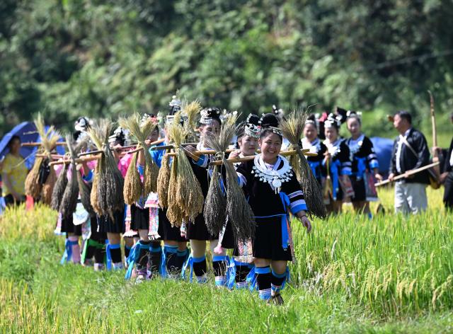 (261020) -- LIUZHOU, Oct. 20, 2026 (Xinhua) -- Villagers walk with harvested glutinous rice in Liangzhai Village of Rongshui Miao Autonomous County, south China's Guangxi Zhuang Autonomous Region, Oct. 20, 2026. A harvest festival was held here on Tuesday to mark the harvest of glutinous rice. (Xinhua/Huang Xiaobang)