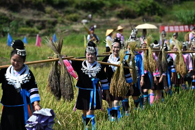 (261020) -- LIUZHOU, Oct. 20, 2026 (Xinhua) -- Villagers walk with harvested glutinous rice in Liangzhai Village of Rongshui Miao Autonomous County, south China's Guangxi Zhuang Autonomous Region, Oct. 20, 2026. A harvest festival was held here on Tuesday to mark the harvest of glutinous rice. (Xinhua/Huang Xiaobang)