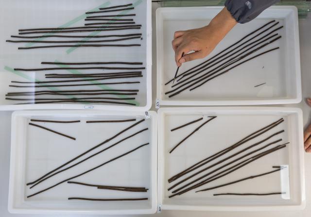 (261020) -- JINGZHOU, Oct. 20, 2026 (Xinhua) -- A staff member clears bamboo slips at the cultural relics protection center in Jingzhou, central China's Hubei Province, Oct. 19, 2026.
  Established in 2003, the cultural relics protection center in Jingzhou undertakes the conservation of about 80 percent of China's waterlogged bamboo and wooden slips. The center has developed comprehensive conservation techniques for such slips, covering sectors from archaeological excavation and laboratory conservation to display and storage. 
  To date, the center has provided technical support in cultural relic conservation to more than 130 cultural and museum institutions across the country, and has restored more than 10,000 lacquered wooden artifacts, over 180,000 bamboo and wooden slips, and more than 1,100 textile artifacts. (Xinhua/Xiao Yijiu)