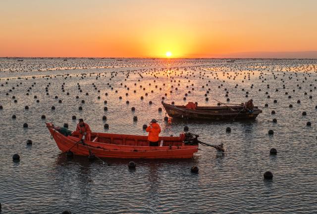 (261021) -- BEIJING, Oct. 21, 2026 (Xinhua) -- This drone photo taken on Oct. 20, 2026 shows workers taking care of the kelp seedlings at a kelp seedling cultivation area of a marine farm in Rongcheng City, east China's Shandong Province. Kelp farms in Rongcheng are cultivating kelp seedlings in preparation for the upcoming large-scale planting season. (Photo by Li Xinjun/Xinhua)