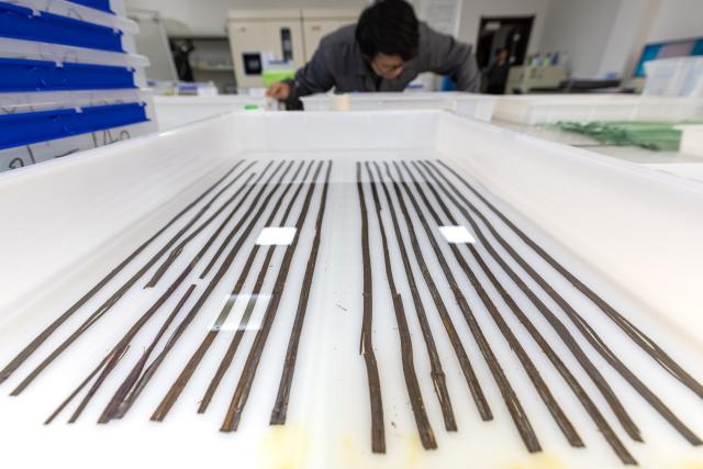 (261021) -- BEIJING, Oct. 21, 2026 (Xinhua) -- A staff member clears bamboo slips at the cultural relics protection center in Jingzhou, central China's Hubei Province, Oct. 19, 2026.
  Established in 2003, the cultural relics protection center in Jingzhou undertakes the conservation of about 80 percent of China's waterlogged bamboo and wooden slips. The center has developed comprehensive conservation techniques for such slips, covering sectors from archaeological excavation and laboratory conservation to display and storage. 
  To date, the center has provided technical support in cultural relic conservation to more than 130 cultural and museum institutions across the country, and has restored more than 10,000 lacquered wooden artifacts, over 180,000 bamboo and wooden slips, and more than 1,100 textile artifacts. (Xinhua/Xiao Yijiu)