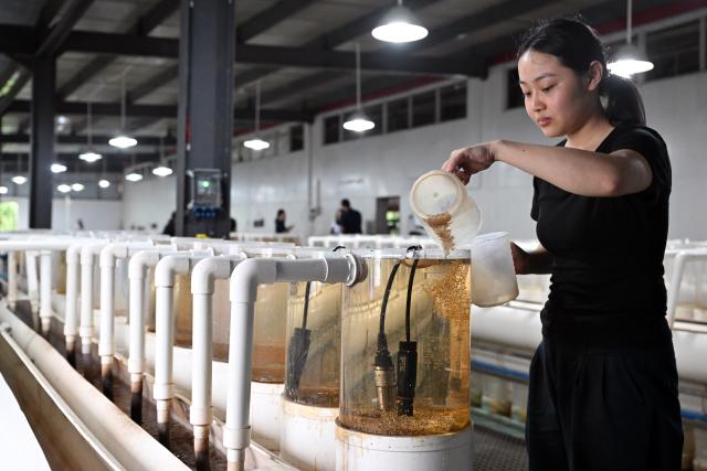 (261021) -- LINGAO, Oct. 21, 2026 (Xinhua) -- A staff member pouring tilapia eggs into an incubation device at an aquaculture base of Hainan Progift Aqua-Tech Co. Ltd., in Lingao, south China's Hainan Province, Oct. 20, 2026. Tilapia is a major farmed fish species in the island province of Hainan. Aquaculture breeding companies in Lingao County are boosting their capacity to produce fish fry through selective breeding, facility-based cultivation, and digital management. (Xinhua/Guo Cheng)