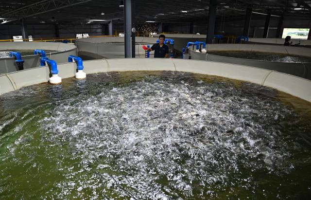 (261021) -- LINGAO, Oct. 21, 2026 (Xinhua) -- A staff member feeds tilapia at an aquaculture base of Hainan Progift Aqua-Tech Co. Ltd., in Lingao, south China's Hainan Province, Oct. 20, 2026. Tilapia is a major farmed fish species in the island province of Hainan. Aquaculture breeding companies in Lingao County are boosting their capacity to produce fish fry through selective breeding, facility-based cultivation, and digital management. (Xinhua/Guo Cheng)