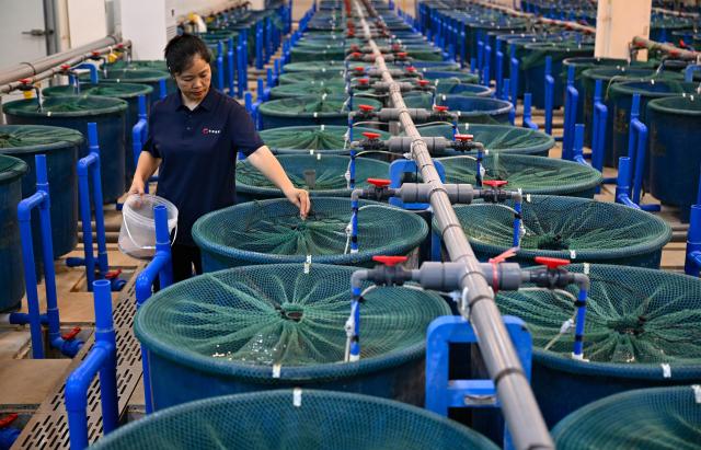 (261021) -- LINGAO, Oct. 21, 2026 (Xinhua) -- A staff member feeds tilapia at an aquaculture base of Hainan Progift Aqua-Tech Co. Ltd., in Lingao, south China's Hainan Province, Oct. 20, 2026. Tilapia is a major farmed fish species in the island province of Hainan. Aquaculture breeding companies in Lingao County are boosting their capacity to produce fish fry through selective breeding, facility-based cultivation, and digital management. (Xinhua/Guo Cheng)
