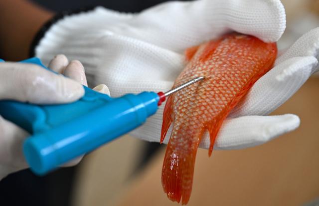 (261021) -- LINGAO, Oct. 21, 2026 (Xinhua) -- A staff member implants an electronic tag to a fish at an aquaculture base of Hainan Progift Aqua-Tech Co. Ltd., in Lingao, south China's Hainan Province, Oct. 20, 2026. Tilapia is a major farmed fish species in the island province of Hainan. Aquaculture breeding companies in Lingao County are boosting their capacity to produce fish fry through selective breeding, facility-based cultivation, and digital management. (Xinhua/Guo Cheng)