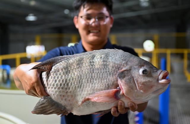 (261021) -- LINGAO, Oct. 21, 2026 (Xinhua) -- A staff member shows a Nile tilapia fish at an aquaculture base of Hainan Progift Aqua-Tech Co. Ltd., in Lingao, south China's Hainan Province, Oct. 20, 2026. Tilapia is a major farmed fish species in the island province of Hainan. Aquaculture breeding companies in Lingao County are boosting their capacity to produce fish fry through selective breeding, facility-based cultivation, and digital management. (Xinhua/Guo Cheng)