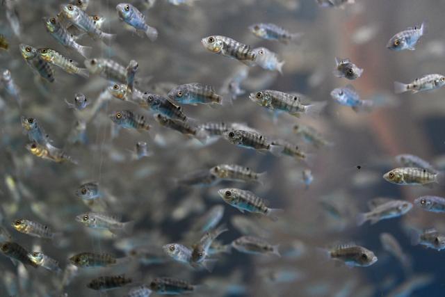 (261021) -- LINGAO, Oct. 21, 2026 (Xinhua) -- This photo taken on Oct. 20, 2026 shows fish fry ready for sale at an aquaculture base of Hainan Progift Aqua-Tech Co. Ltd., in Lingao, south China's Hainan Province. Tilapia is a major farmed fish species in the island province of Hainan. Aquaculture breeding companies in Lingao County are boosting their capacity to produce fish fry through selective breeding, facility-based cultivation, and digital management. (Xinhua/Guo Cheng)