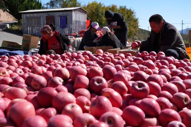 (261021) -- XINGTAI, Oct. 21, 2026 (Xinhua) -- Farmers sort out freshly picked apples at a village in Xindu District of Xingtai City, north China's Hebei Province, Oct. 21, 2026. Recently, 67,000 mu (about 4,466.67 hectares) of apple orchards here have entered harvest season. Local government has encouraged farmers to grow apples to better use the land resources in the mountainous area of the district. It also established large-scale planting bases, and registered a regional public brand in an effort to make apple planting a key pillar for the region's rural revitalization. (Photo by Feng Yichao/Xinhua)