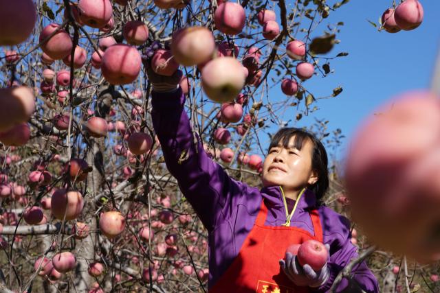 (261021) -- XINGTAI, Oct. 21, 2026 (Xinhua) -- A farmer picks apples at an apple planting base in Xindu District of Xingtai City, north China's Hebei Province, Oct. 21, 2026. Recently, 67,000 mu (about 4,466.67 hectares) of apple orchards here have entered harvest season. Local government has encouraged farmers to grow apples to better use the land resources in the mountainous area of the district. It also established large-scale planting bases, and registered a regional public brand in an effort to make apple planting a key pillar for the region's rural revitalization. (Photo by Feng Yichao/Xinhua)